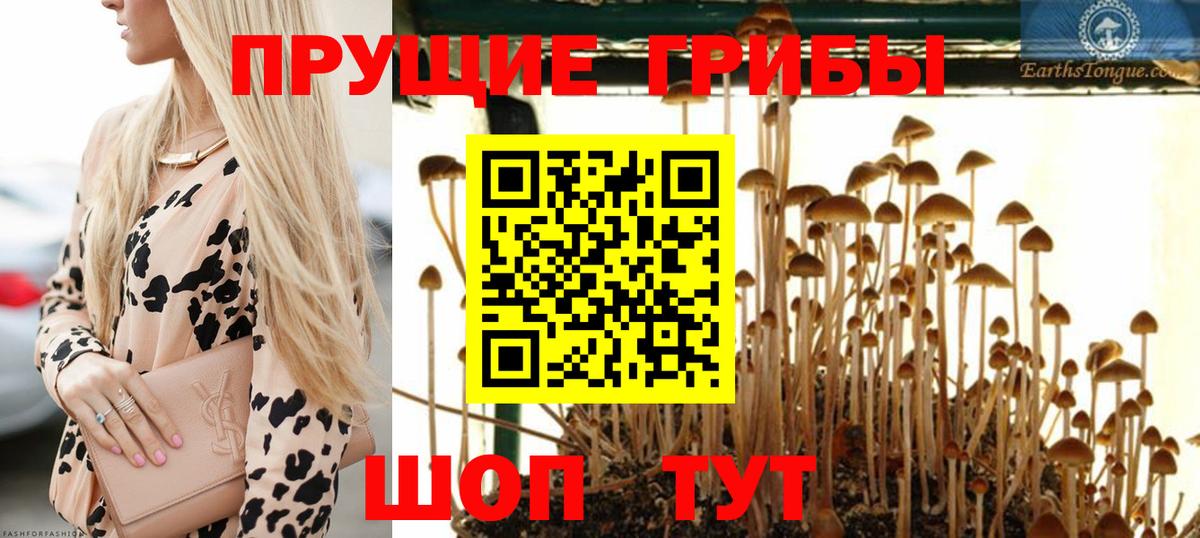 Псилоцибиновые грибы Psilocybine cubensis Кохма